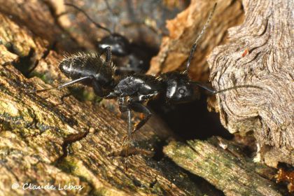 ameisen Camponotus vagus